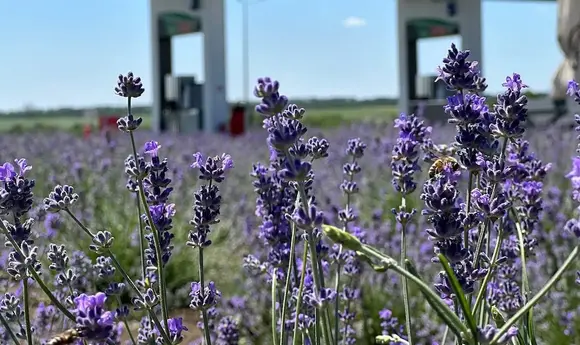 АЗС з ароматом лаванди: Avantage7 висадила квіти на черкаській заправці