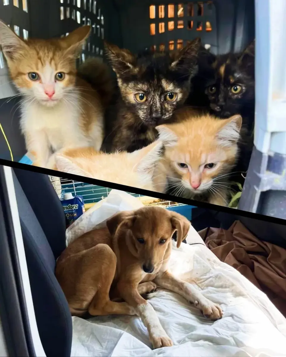 UPG та UAnimals врятували 424 тварини з прифронтових територій